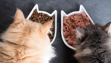 How to Find the Best Low Carb Kitten Food for Your Fluffy Friend