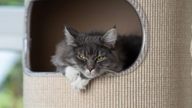 The Best Litter Box Furniture to Keep Your Cat's Litter Area Clean