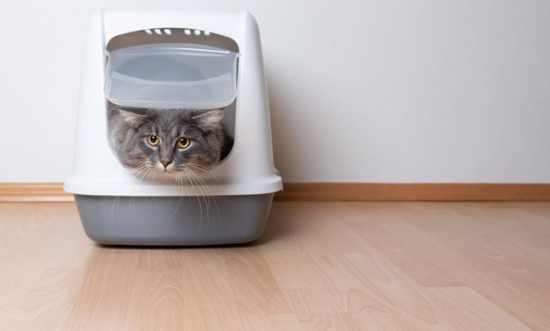 How To Sift Cat litter Boxes For Food