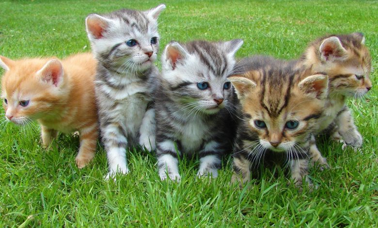 Top 8 Best Ways To Keep Cats Cool In Summer